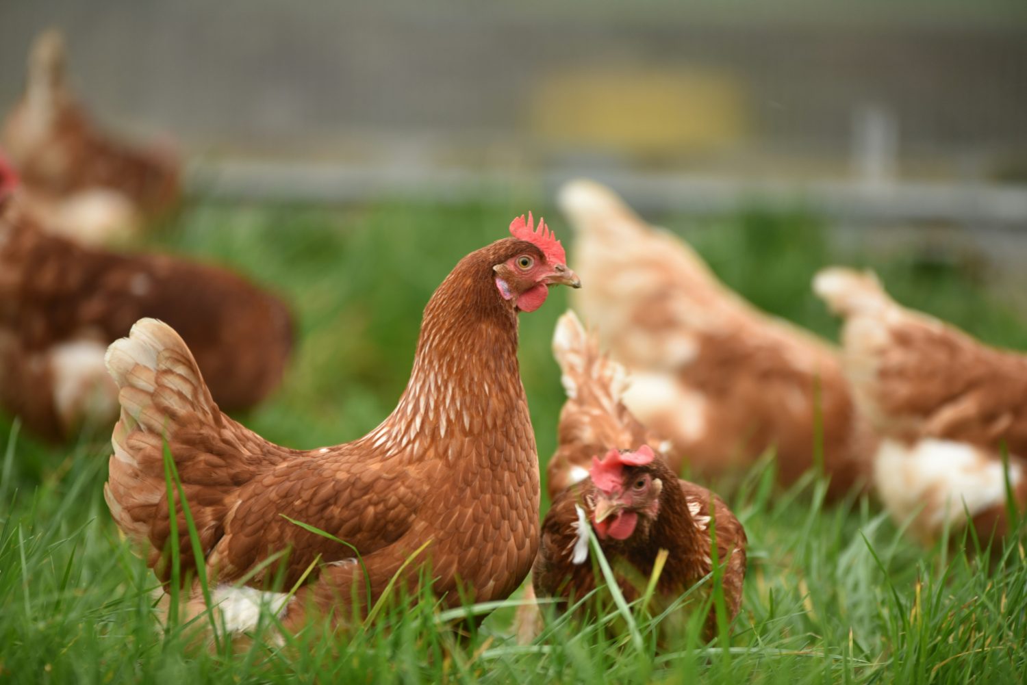 Layer flock on the range